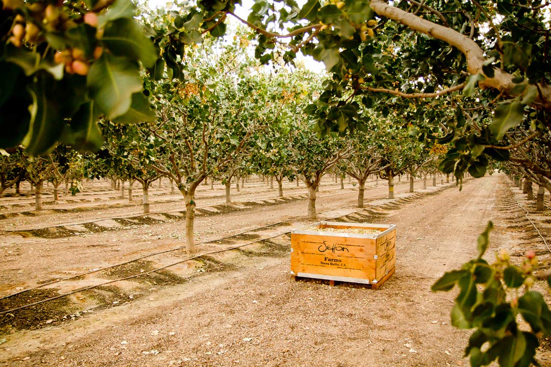 Setton Farms Trinidad Scorpion Pepper Bites – Grab-and-Go Vegan Snack for Long Conference Call Afternoons