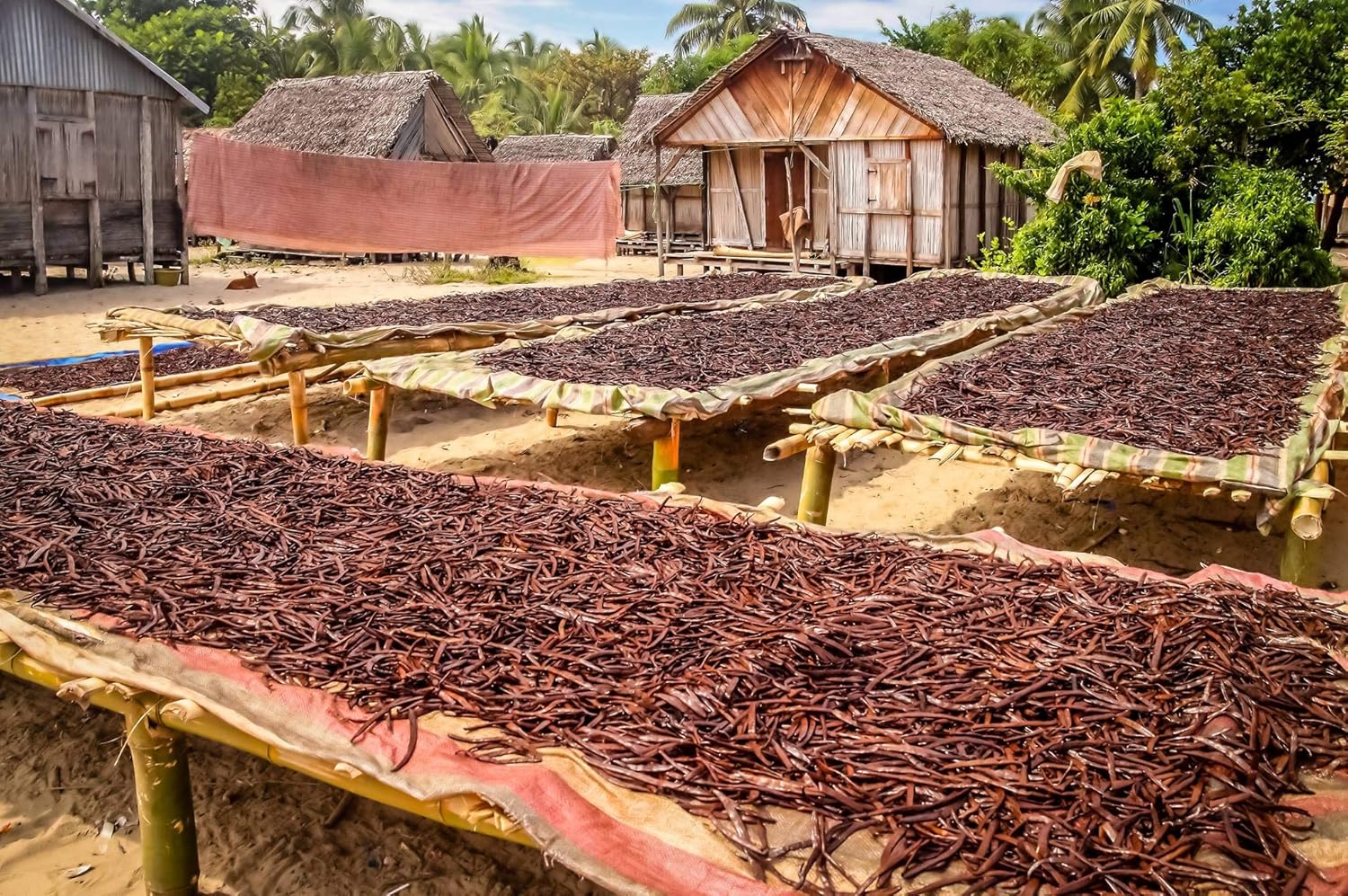 Vanilla Bean Kings 5 to 7 Inch Madagascar Vanilla Pods - High Seed Count Luxury Beans for the Discerning Home Patissier